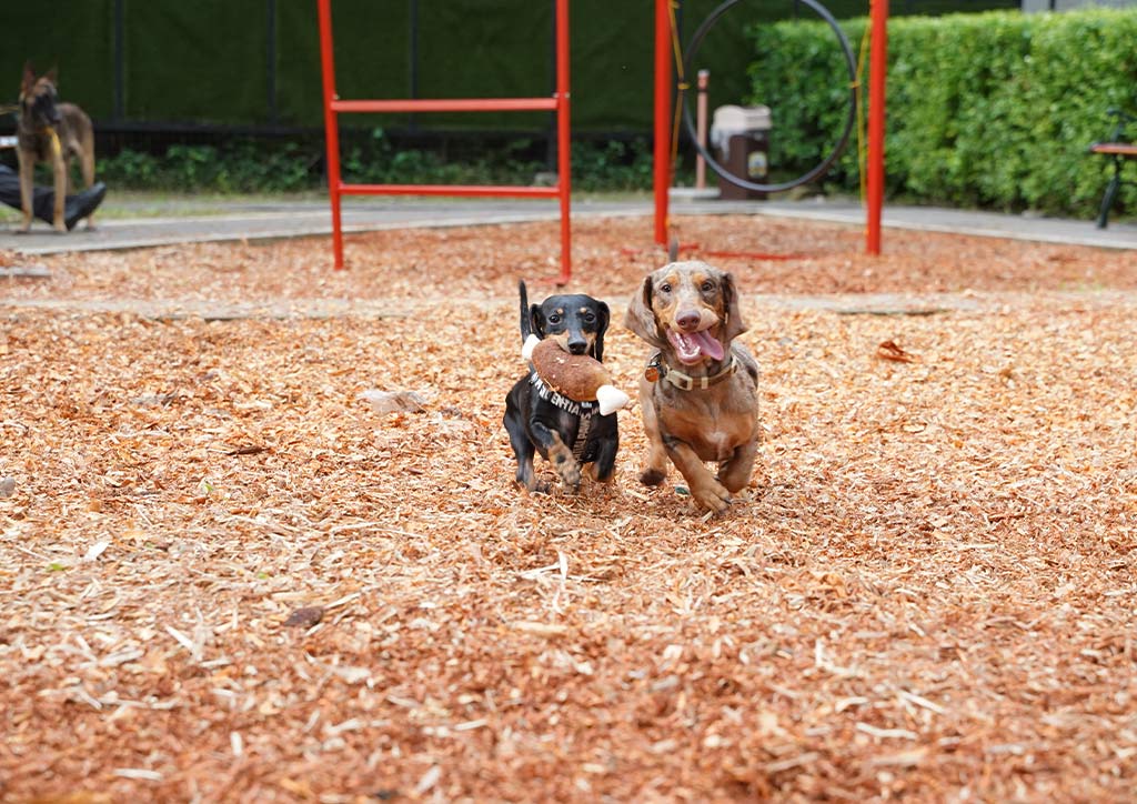 Pet Park in BGC