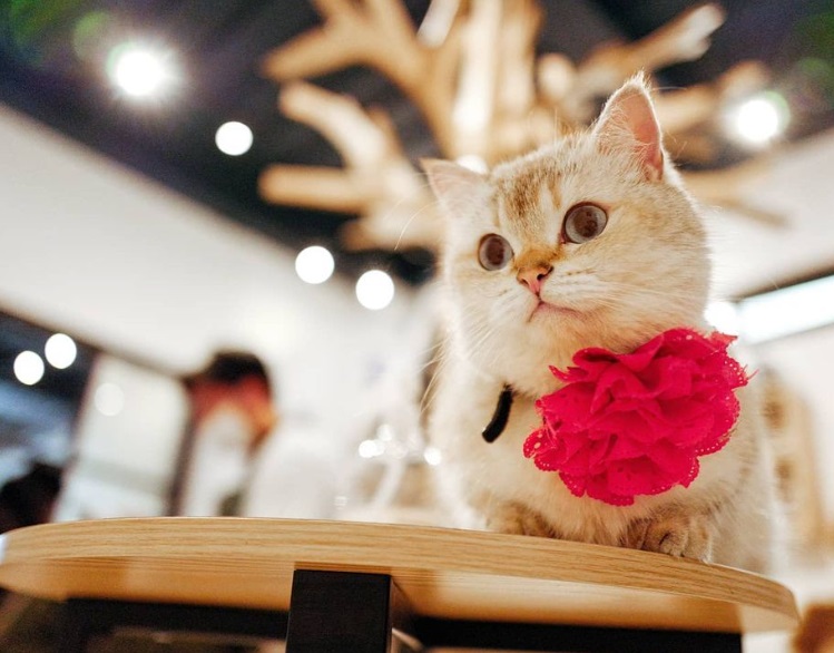 Jennylyn Mercado's Cat: Amy the Shorthair