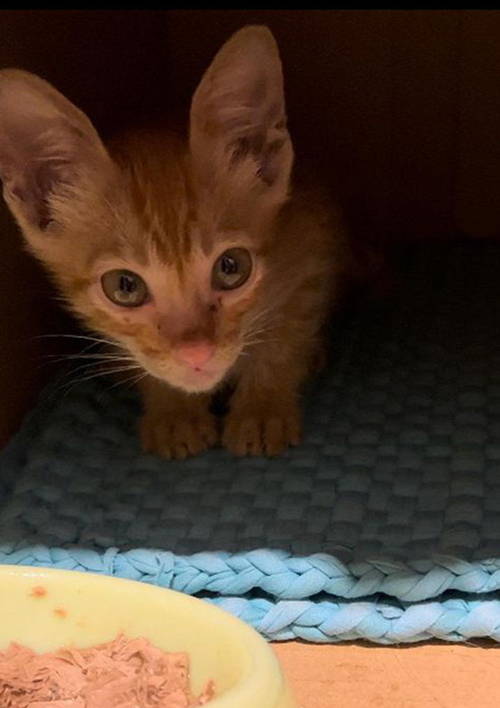 Jodi Sta Maria's new kitten, Naia