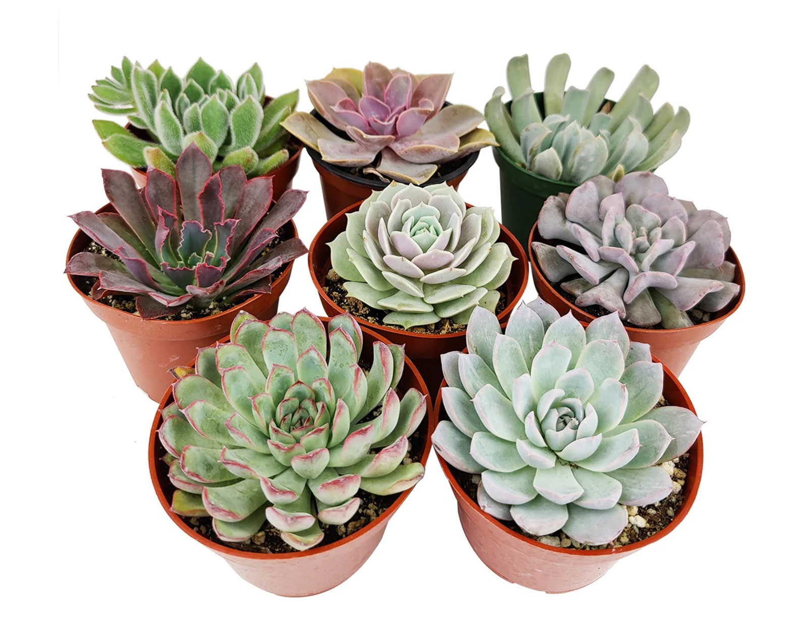Echeverias