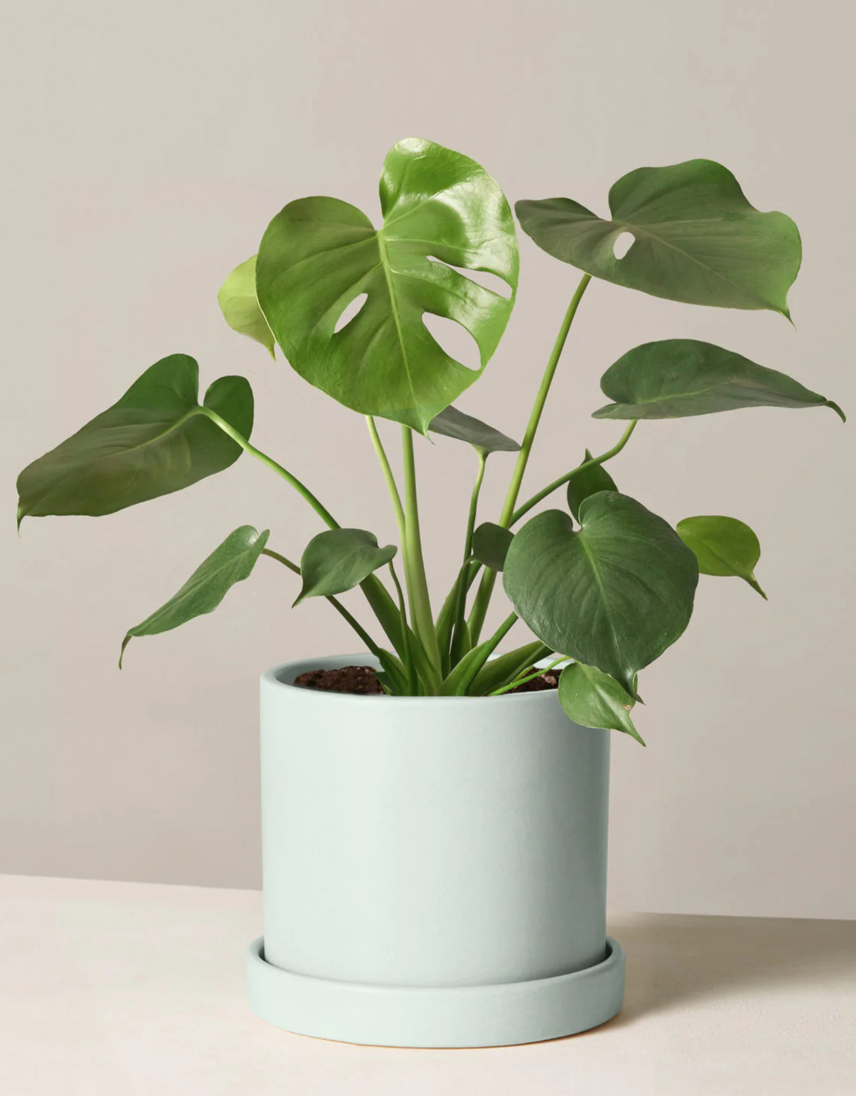 Monstera Deliciosa