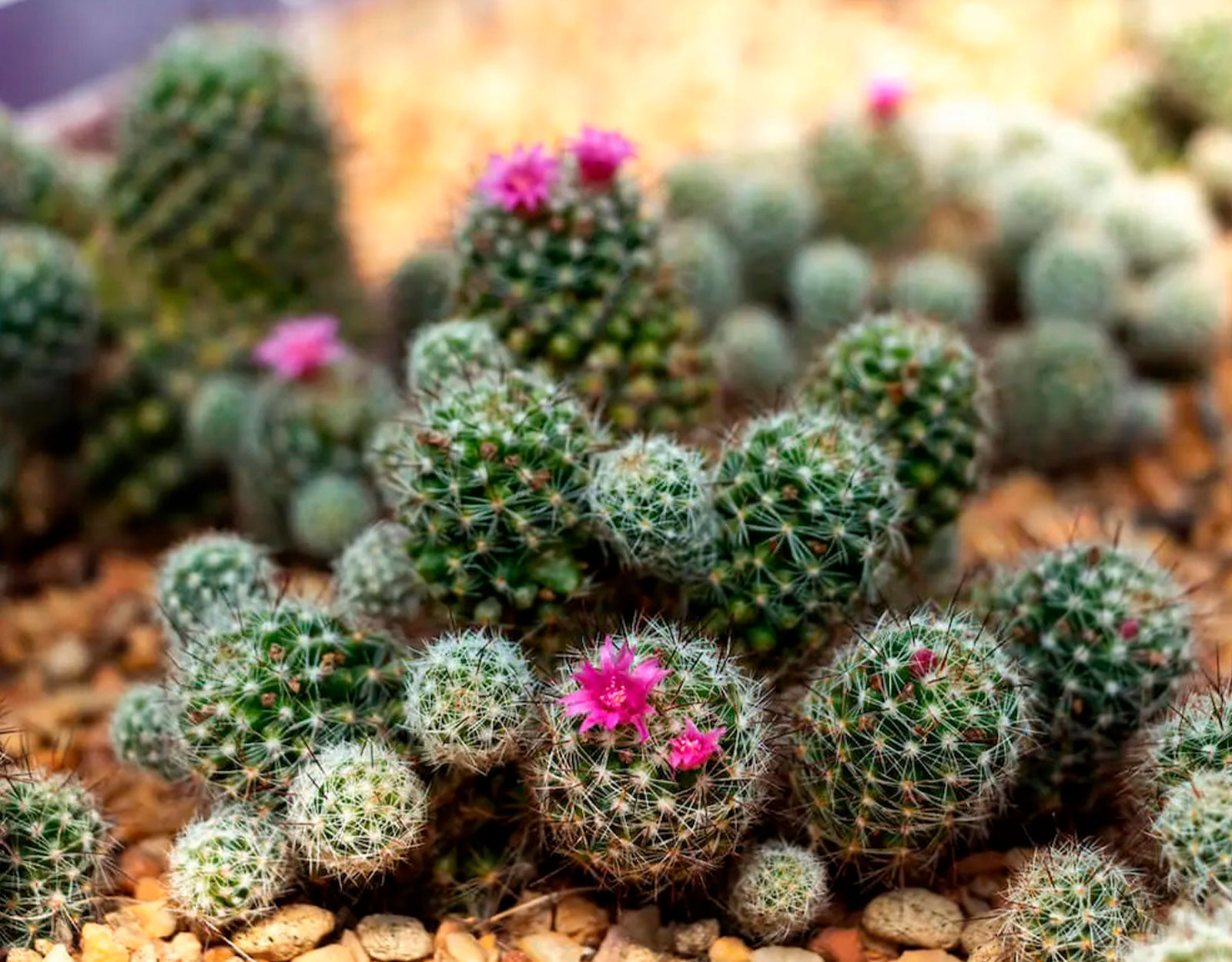 Pincushion Cactus