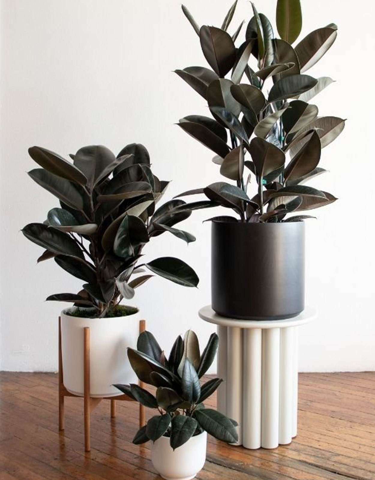 Rubber Tree