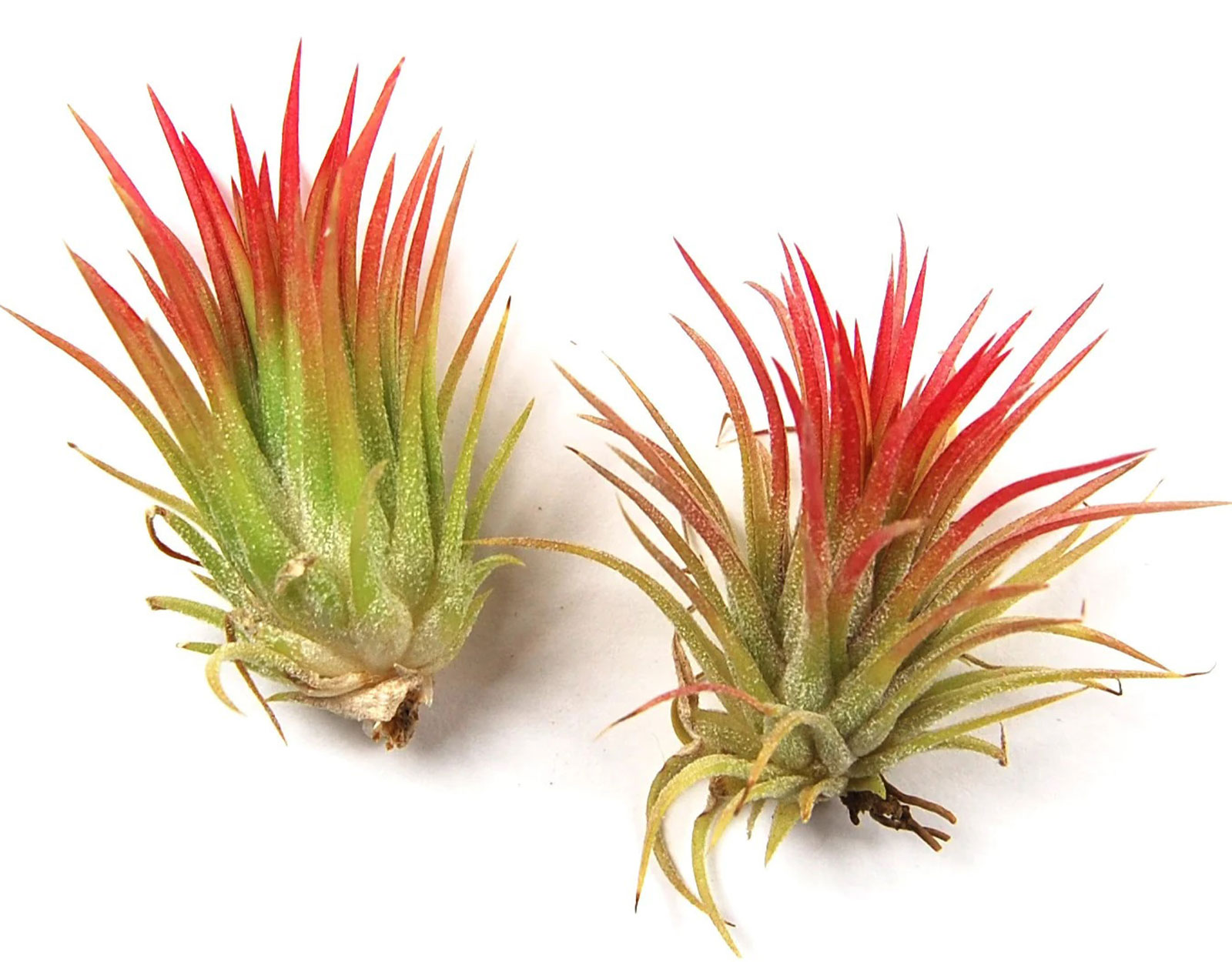 Tillandsia Fuego