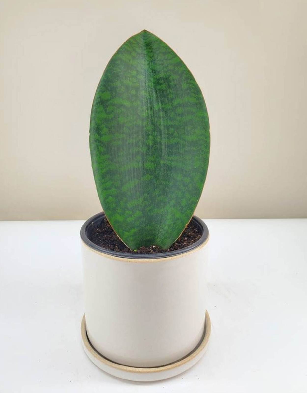 Whalefin Snake Plant