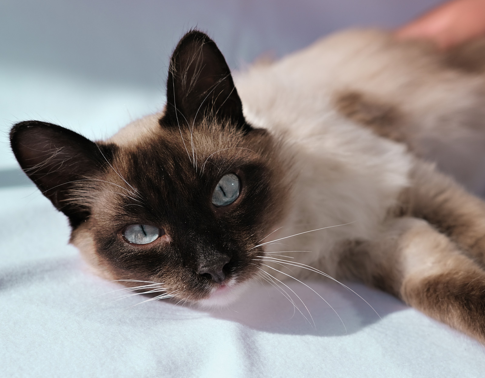 Balinese Cat