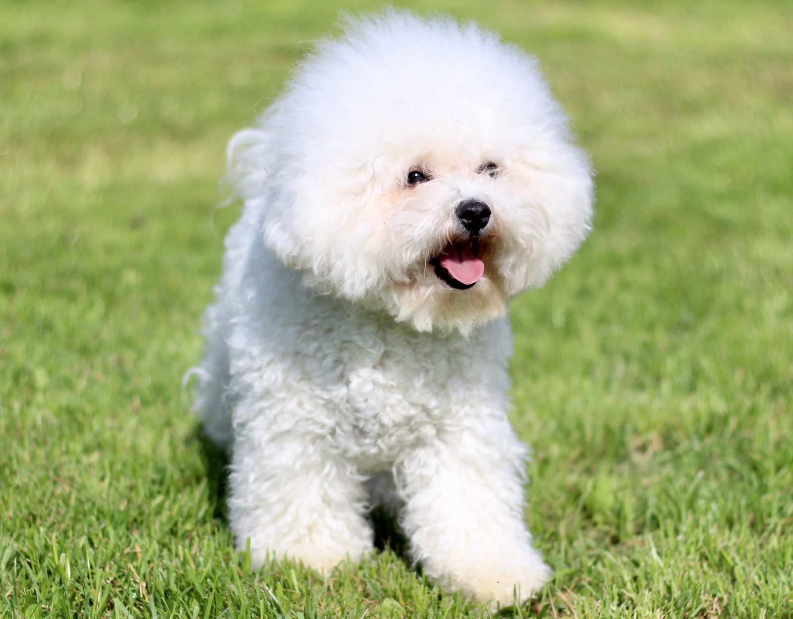 Bichon Frisé
