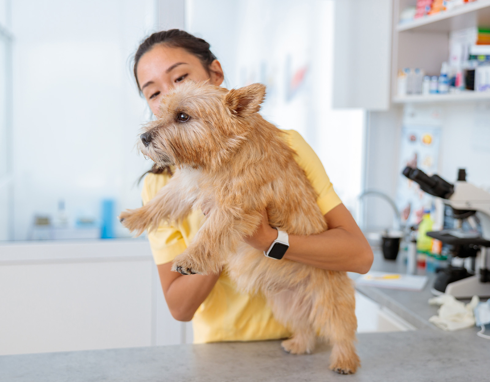Bringing fur babies to the vet