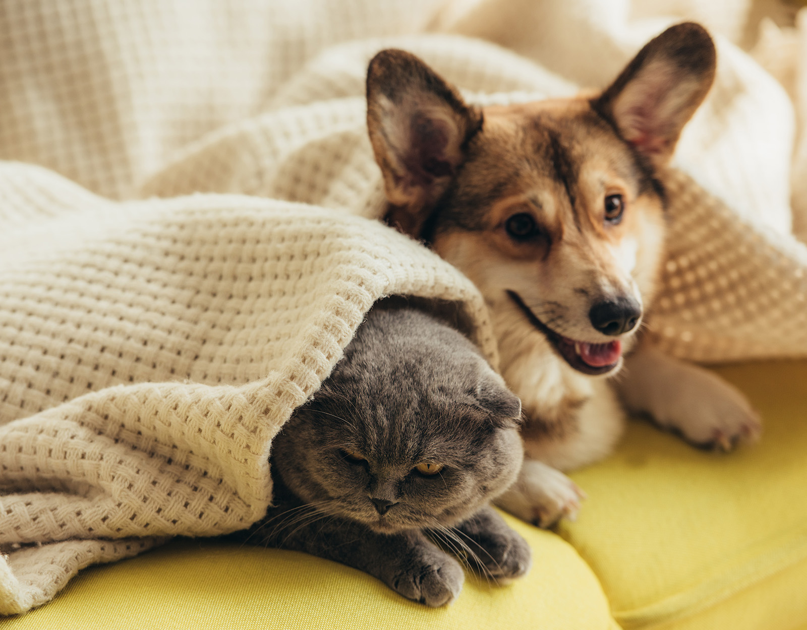 Fur babies going to the vet