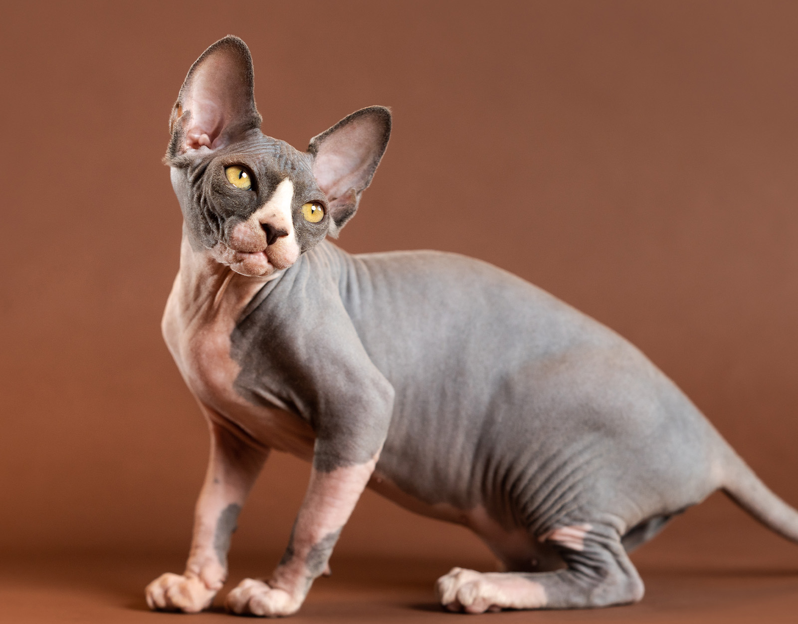Sphynx Cat