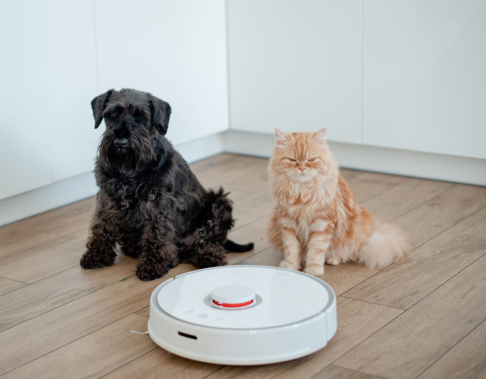 The Furparent's Guide to Keeping the House Clean