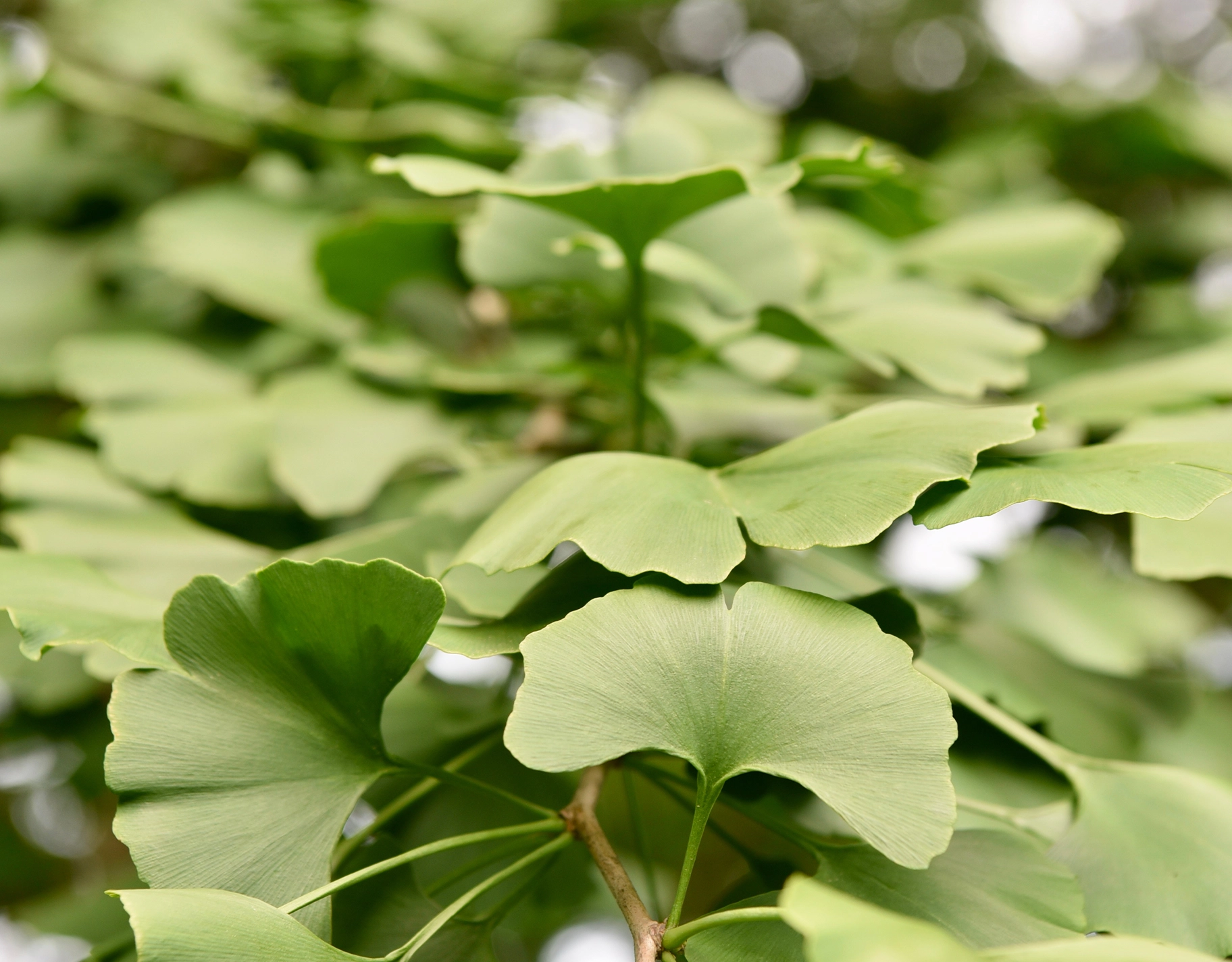 Here are some food that help improve and sustain brain function