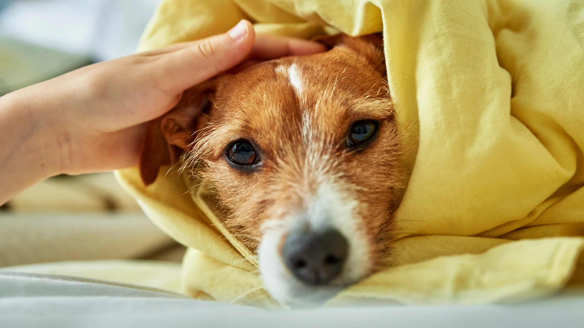 Here's how to calm and protect our pets during a thunderstorm