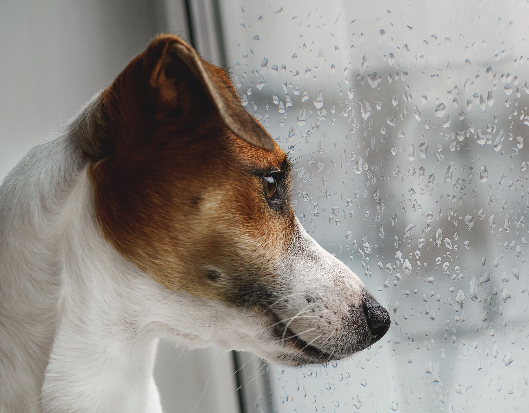 Here's how to calm and protect our pets during a thunderstorm