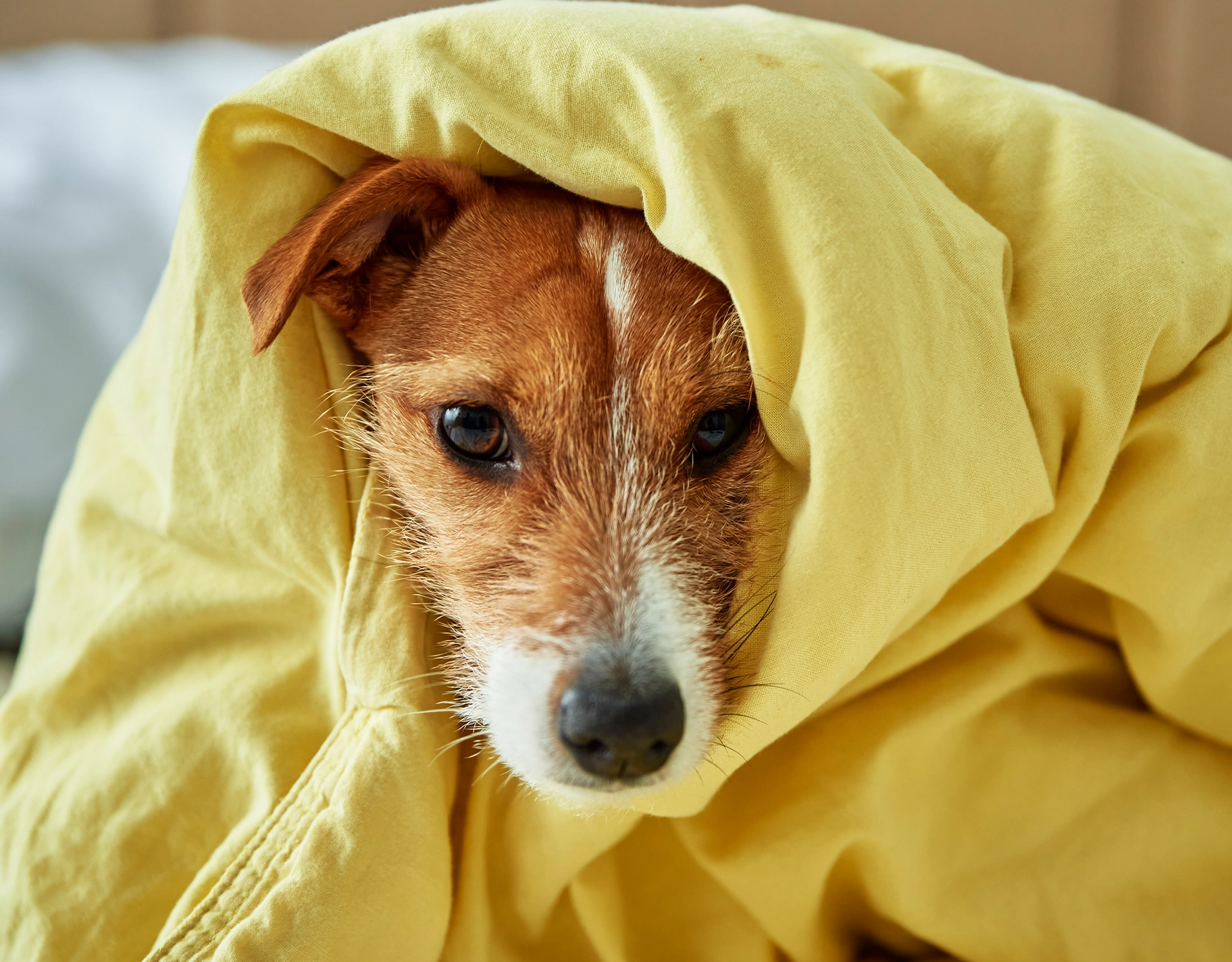Here's how to calm and protect our pets during a thunderstorm