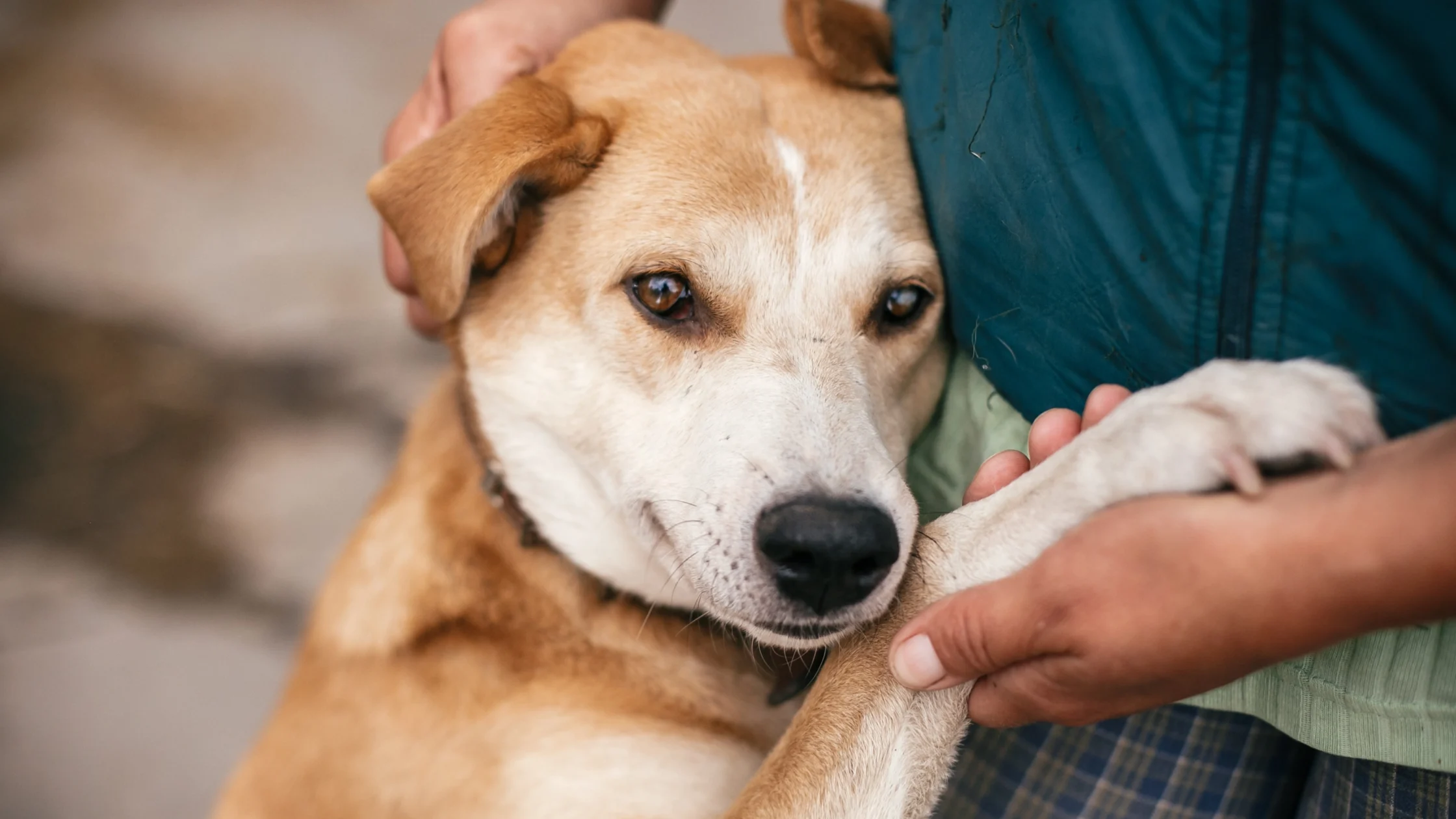 Here's what families need to know about National Animal Welfare Week in the Philippines
