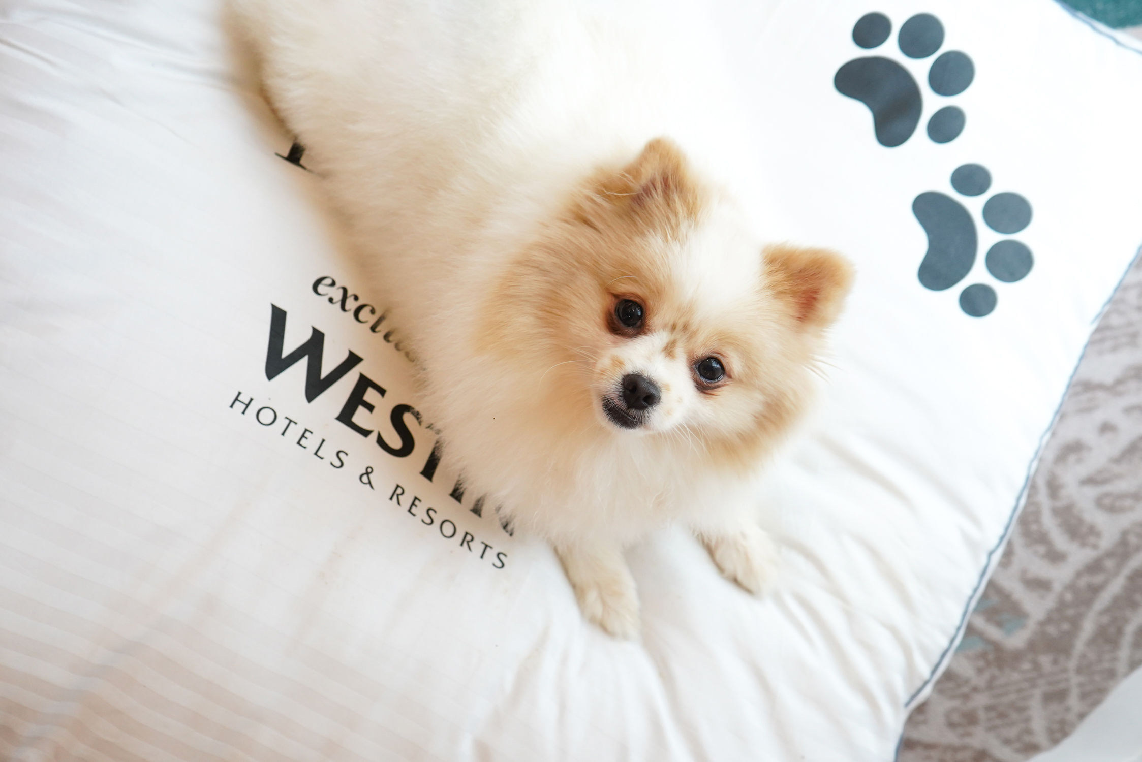 From cozy staycations to festive workshops, here’s how we can make Christmas dining in Manila more fun