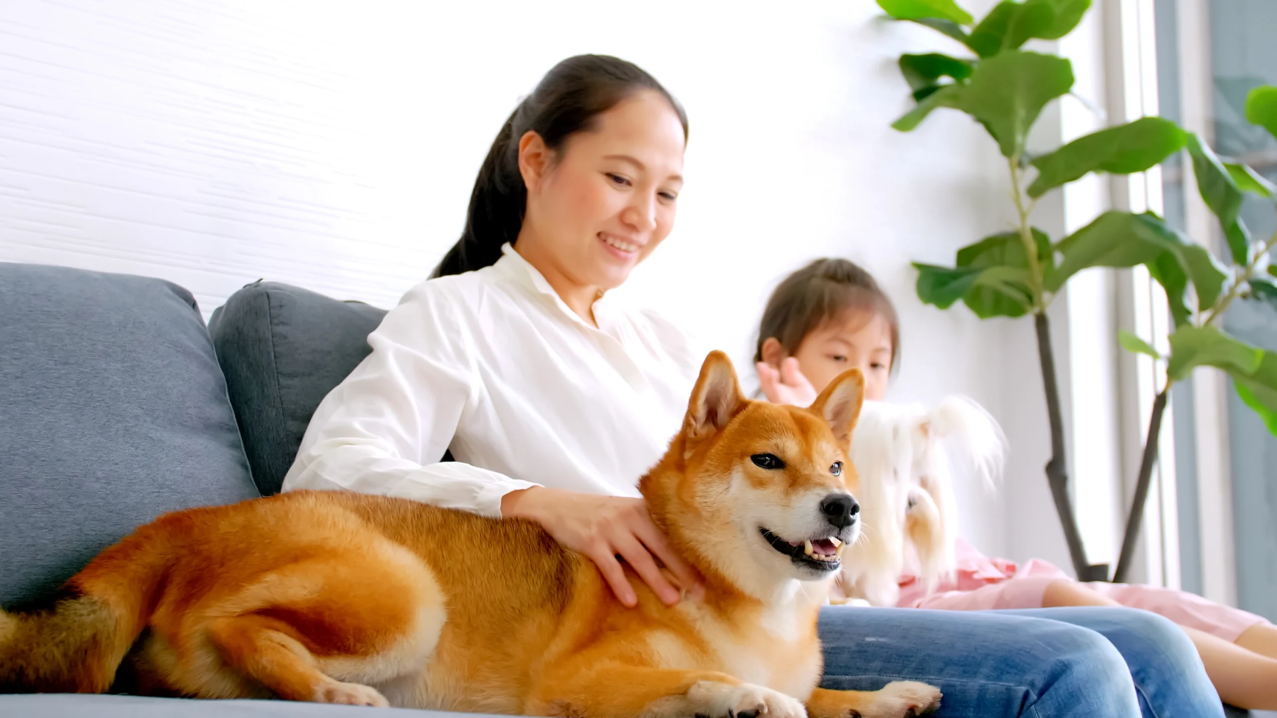 New Pet, New Questions: What First-Time Pet Parents Often Overlook Early On