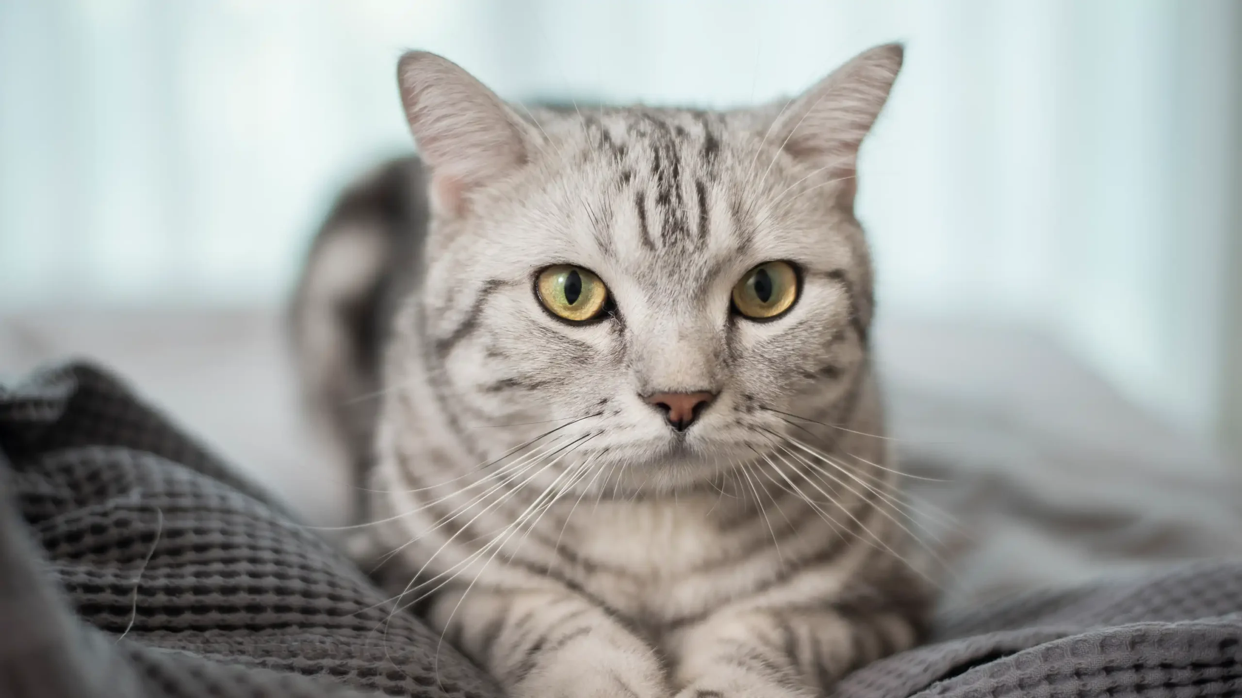 It’s Happy Cat Month! Keep Your Cat Safe and Thriving