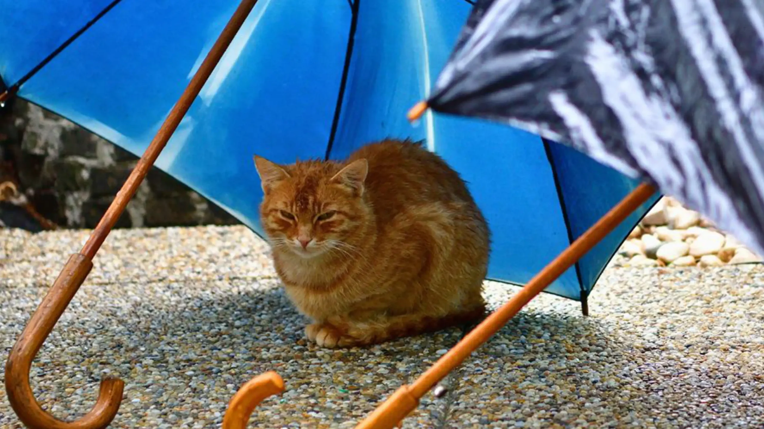 Rainy Season Pet Care: A Guide for Pinoy Families