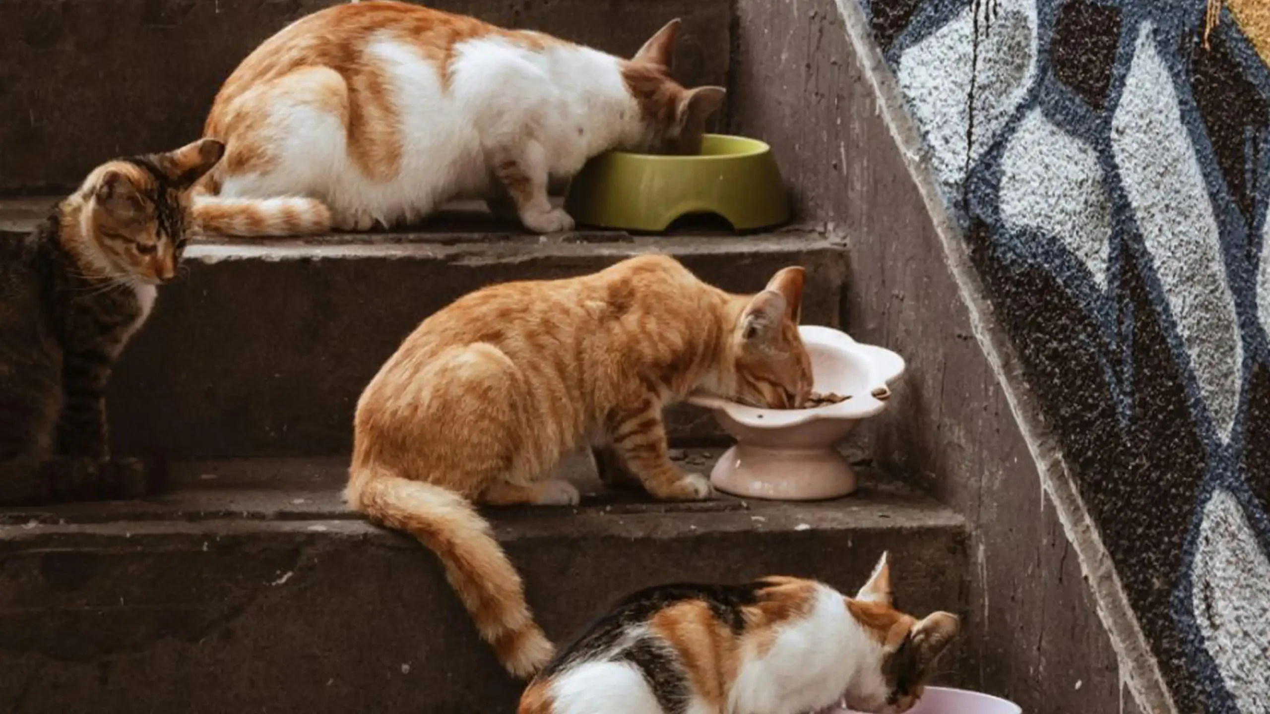 Teaching Kids to Safely Feed Community Cats