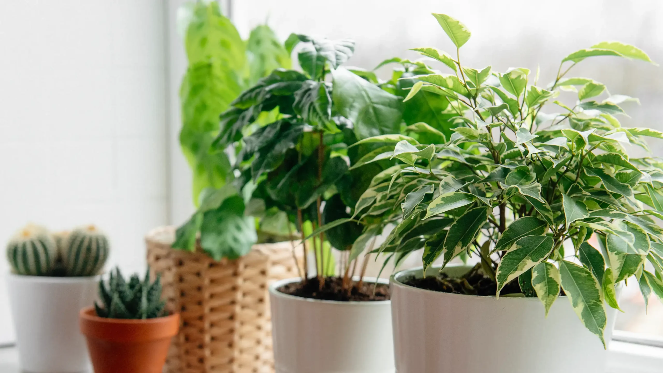Can Houseplants Really Ease Your Stress?