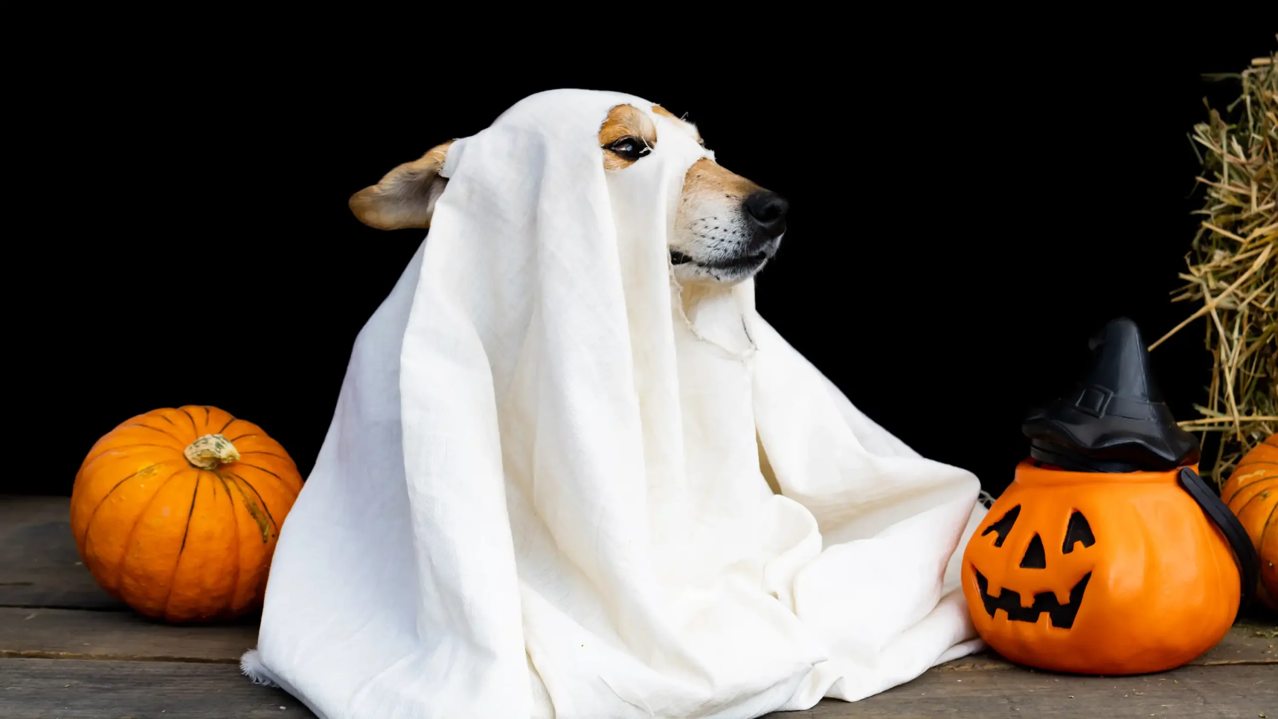 Do Pet Costumes Really Make Pets Happy?