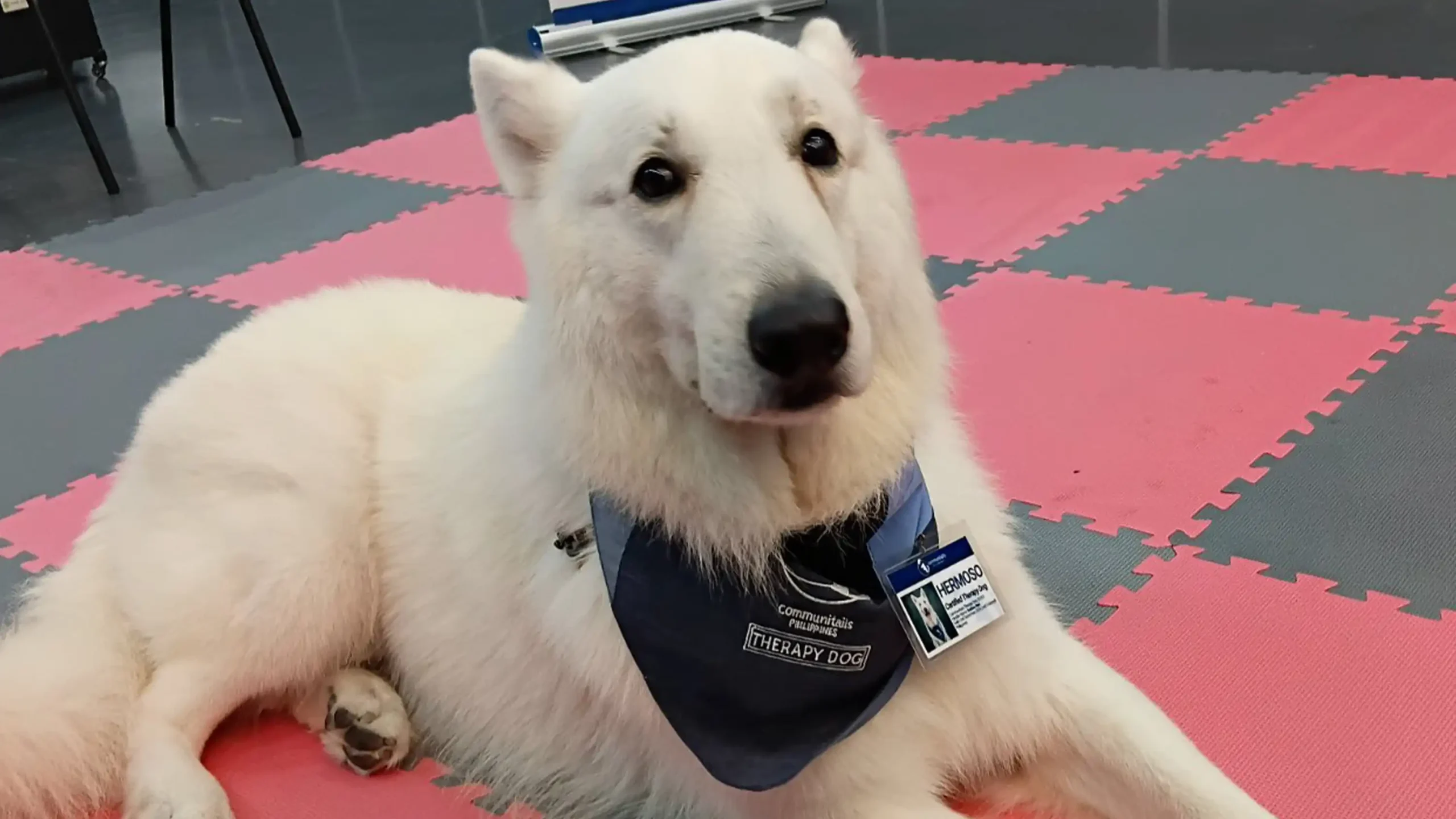Thinking of Therapy? How About the Furry and Four-Legged Kind?