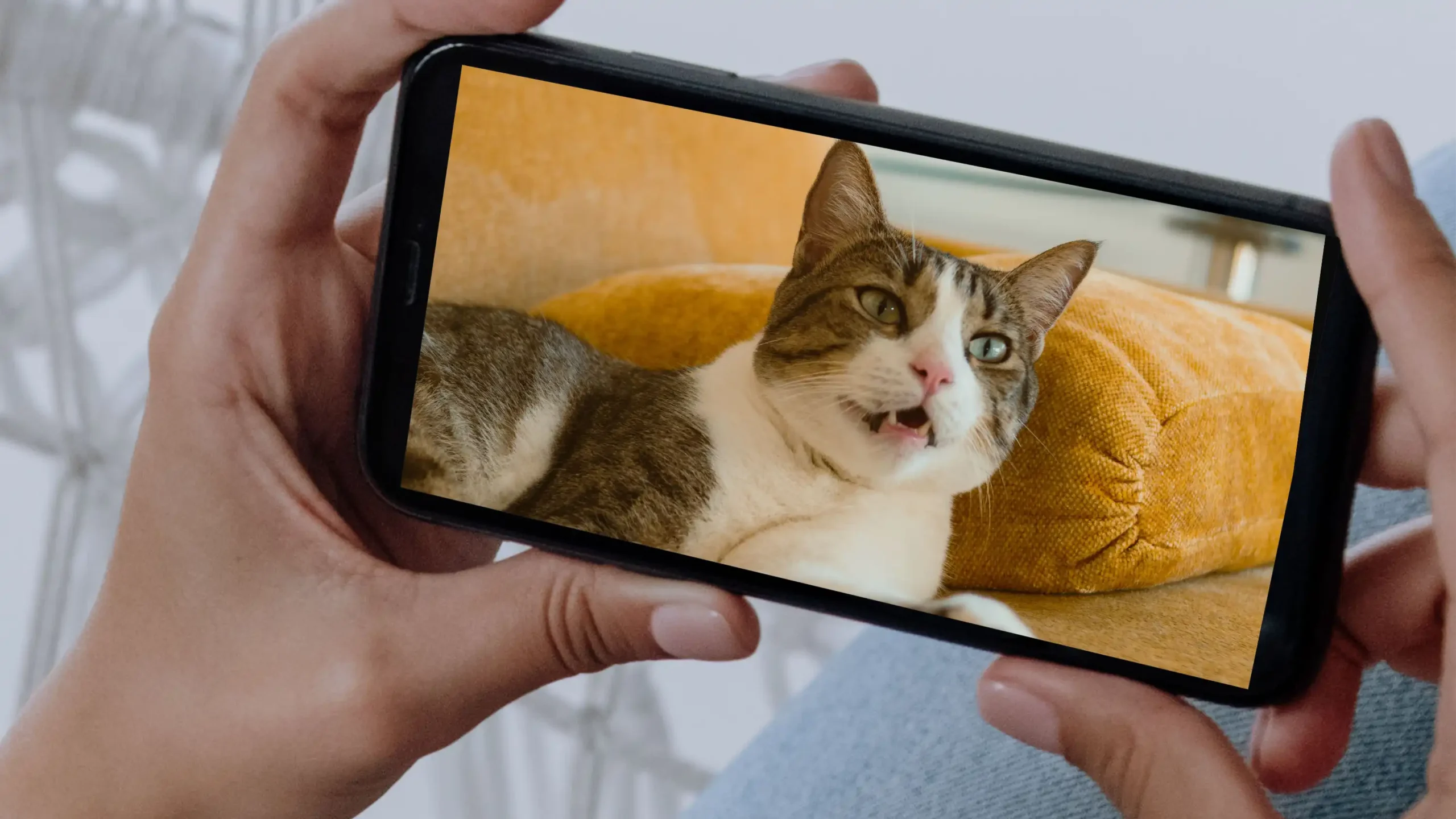 Why Cat Videos Make Us Feel Better